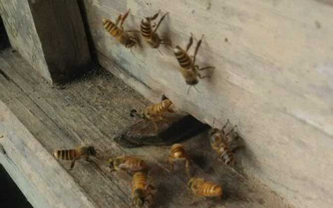 蜜蜂沖群有什么危害? 蜜蜂