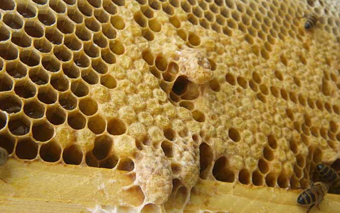 怎樣讓蜜蜂自己起王臺? 王臺