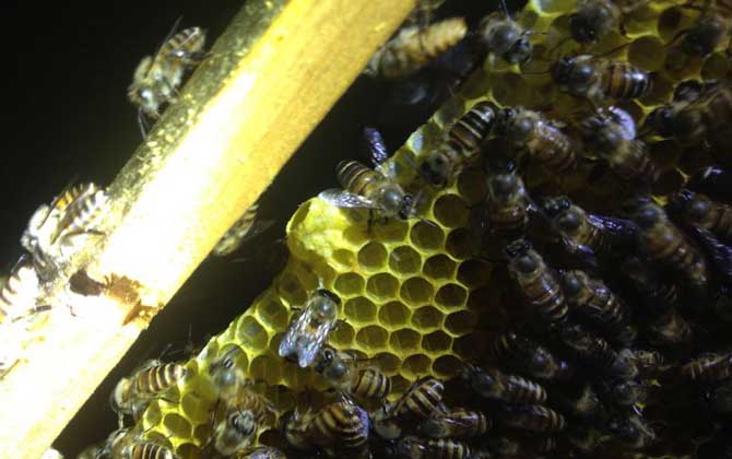 新手如何才能養(yǎng)好蜜蜂? 養(yǎng)蜂