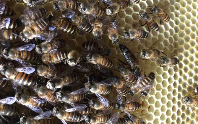 新手如何才能養(yǎng)好蜜蜂? 養(yǎng)蜂