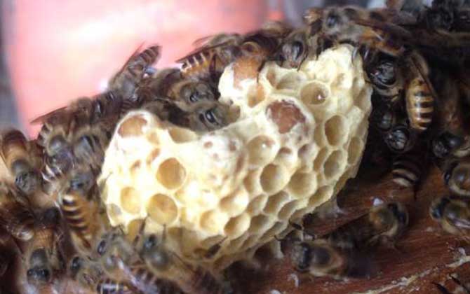 新手如何才能養(yǎng)好蜜蜂? 養(yǎng)蜂