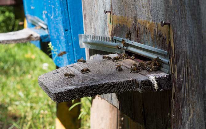 蜂群失王有什么表現? 蜂群失王