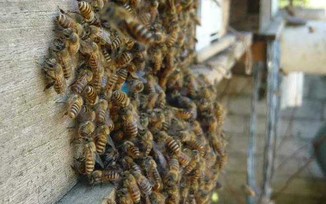 蜂蠟怎樣誘蜂效果最好? 誘蜂