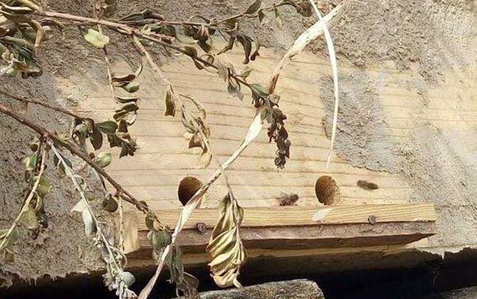 怎樣百分百誘到偵查蜂? 誘蜂