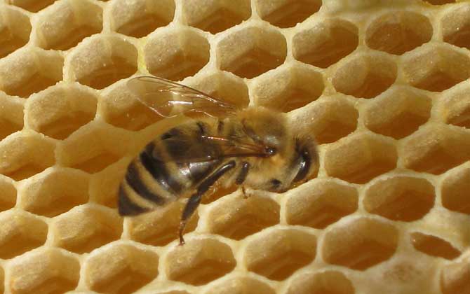 新手養(yǎng)蜂入門及注意事項 新手養(yǎng)蜂