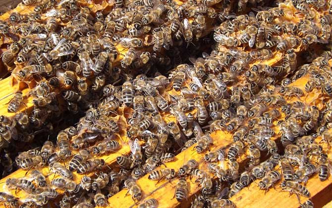 新手養(yǎng)蜂入門及注意事項 新手養(yǎng)蜂