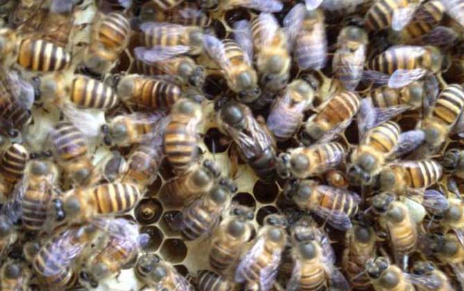 蜜蜂分家想留住怎么辦? 蜜蜂分家