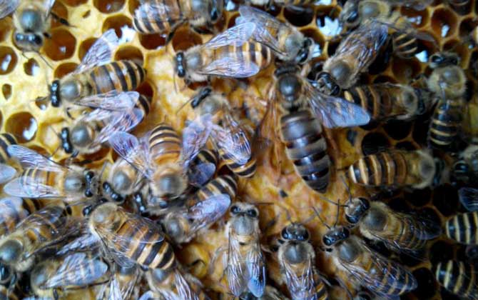 膠桶誘蜂技巧及注意事項 誘蜂