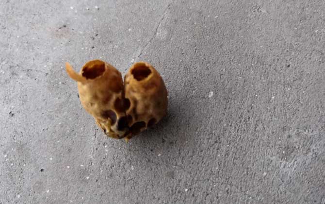 割脾造王的原理及育王技術 割脾造王