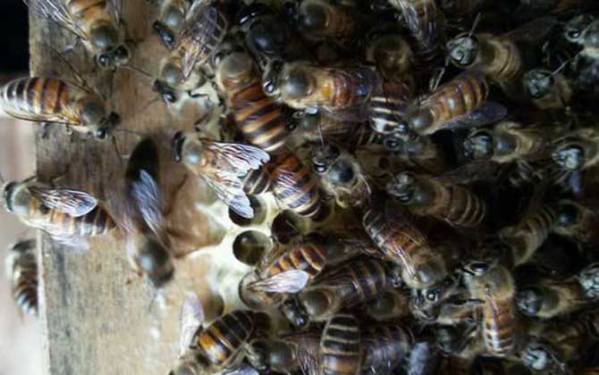 工蜂圍王蜂王多久會死? 工蜂圍王