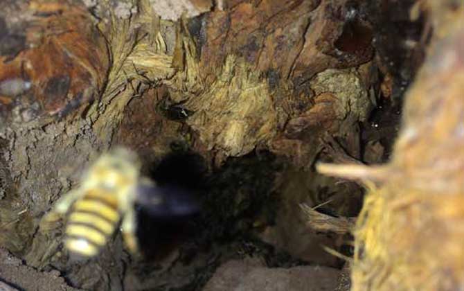 農(nóng)村誘蜂秘方及注意事項(xiàng) 誘蜂