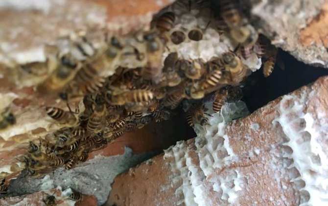 農(nóng)村誘蜂秘方及注意事項(xiàng) 誘蜂