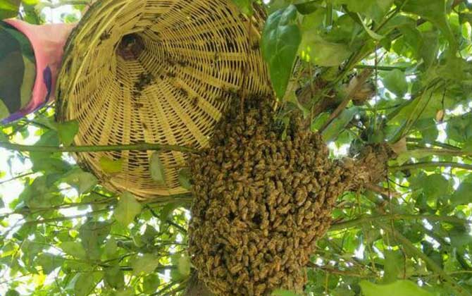 農(nóng)村誘蜂秘方及注意事項(xiàng) 誘蜂