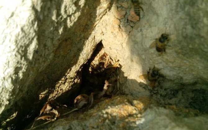 農(nóng)村誘蜂秘方及注意事項(xiàng) 誘蜂