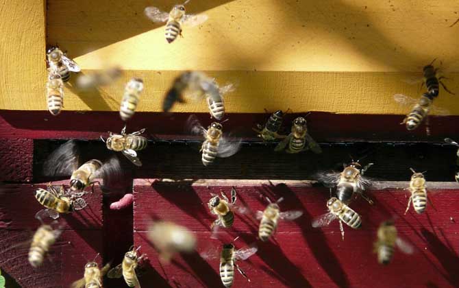 蜜蜂失王怎么判斷出來? 蜜蜂