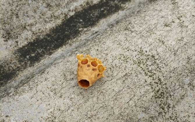 蜜蜂人工育王方法及注意事項 人工育王