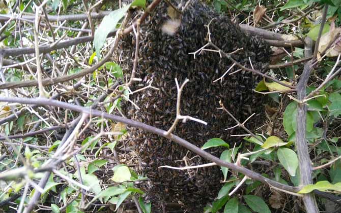 蜜蜂什么時候分家最多? 蜜蜂分家