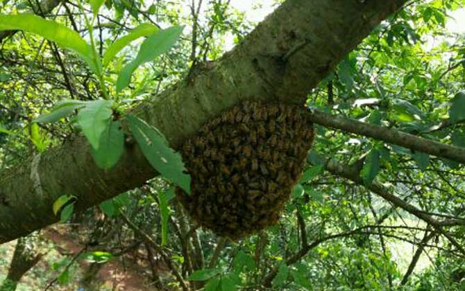 蜜蜂什么時候分家最多? 蜜蜂分家