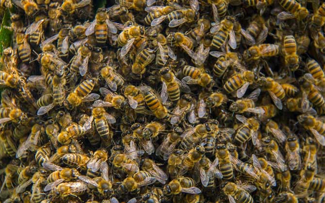 蜜蜂什么時候分家最多? 蜜蜂分家