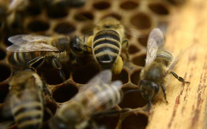 怎樣控制和消除分蜂熱? 分蜂熱