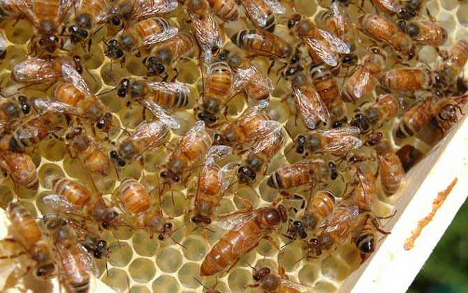 1脾蜂可以秋繁起來嗎? 秋繁