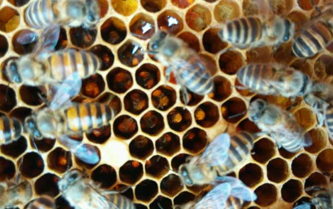 怎樣合并蜂群快速有效? 合并蜂群