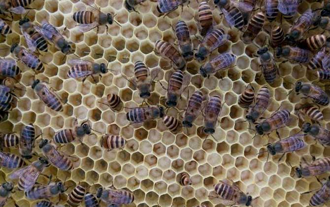 怎樣合并蜂群快速有效? 合并蜂群