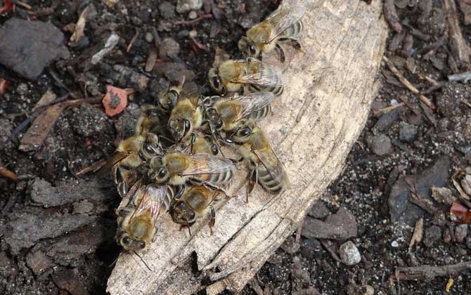 蜜蜂養(yǎng)殖技術(shù)及基本知識 蜜蜂養(yǎng)殖