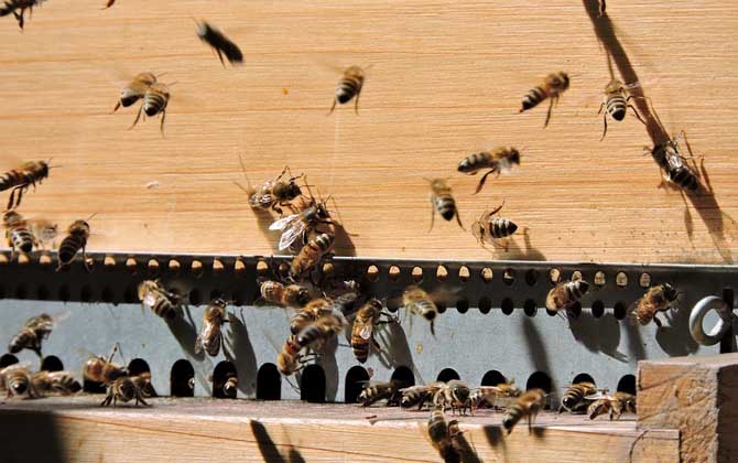 蜜蜂養(yǎng)殖技術(shù)及基本知識 蜜蜂養(yǎng)殖