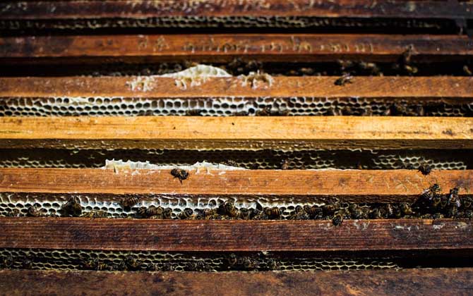 蜜蜂養殖新技術及注意事項 蜜蜂養殖