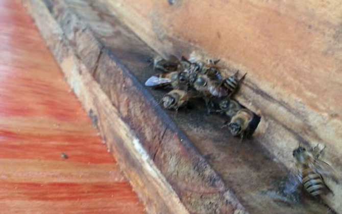 用什么東西誘蜂最快? 誘蜂