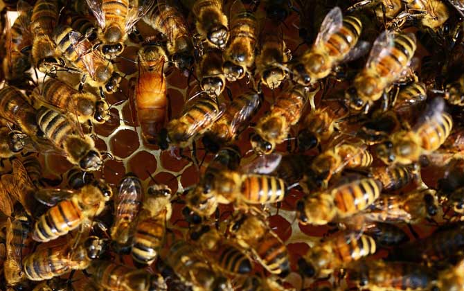 雙王群什么時候分開? 雙王群