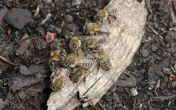一個蜂箱雙王的養法 蜂群
