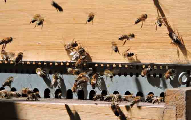 一個蜂箱雙王的養法 蜂群