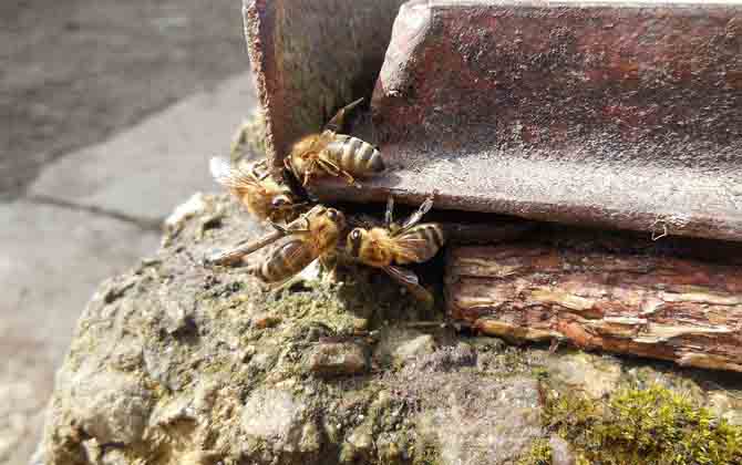 一個蜂箱雙王的養法 蜂群