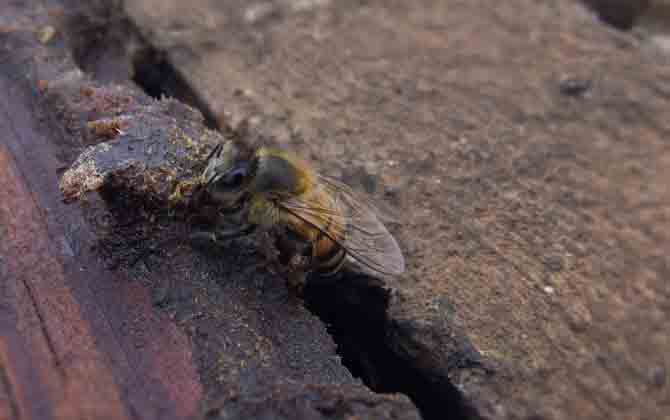 雙王群怎么上繼箱? 雙王群