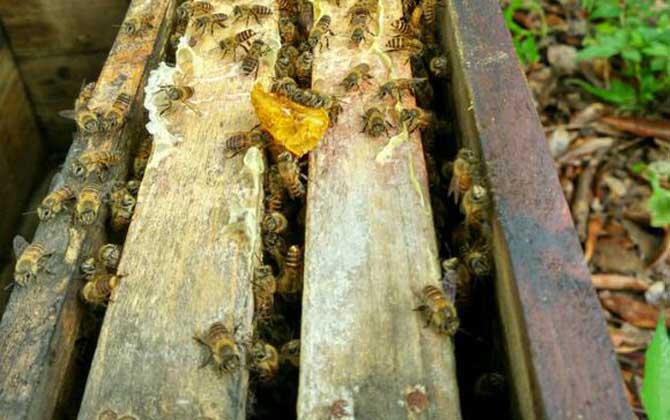 蜜蜂開箱的正確時間及注意事項 蜜蜂