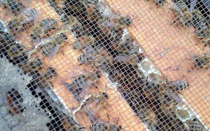 蜜蜂開箱的正確時間及注意事項 蜜蜂