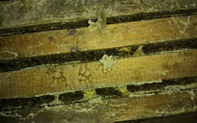 人工分蜂白天好還是晚上好? 人工分蜂