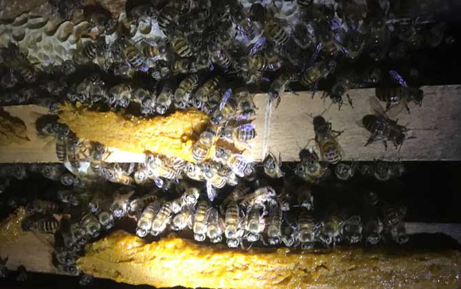 人工分蜂白天好還是晚上好? 人工分蜂