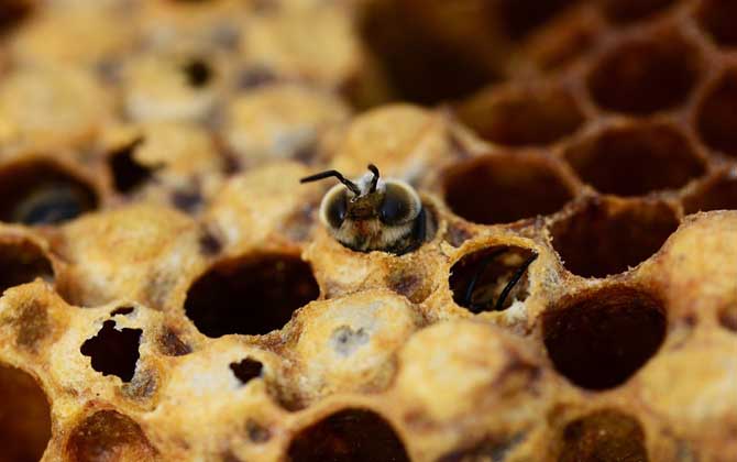蜜蜂秋繁的最佳時間及注意事項 蜜蜂秋繁