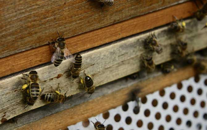 廣東蜜蜂秋繁什么時(shí)候開(kāi)始? 蜜蜂秋繁