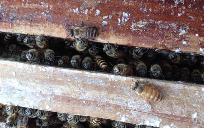 中蜂秋繁地區時間表及注意事項 中蜂秋繁