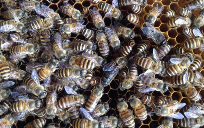 蜜蜂介王不成功的表現有哪些? 介王