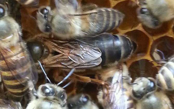 蜜蜂介王不成功的表現有哪些? 介王