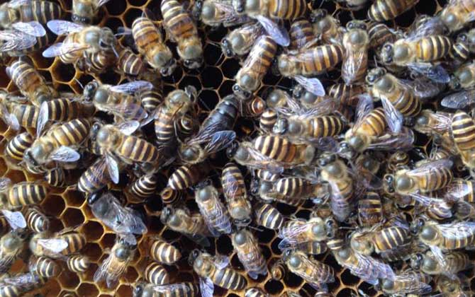 怎樣用空氣清新劑合并蜂群? 合并蜂群