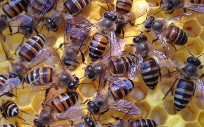 蜜蜂合群方法和最佳時間 蜂群