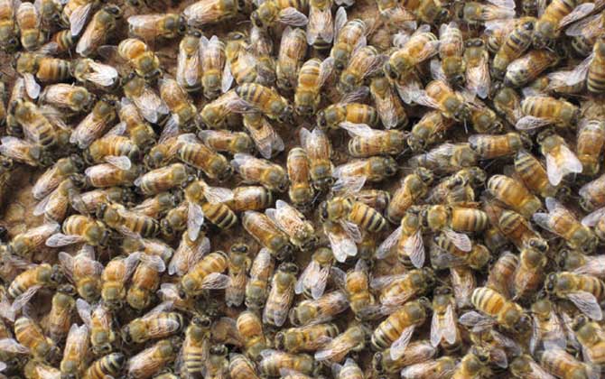 蜜蜂合群方法和最佳時間 蜂群