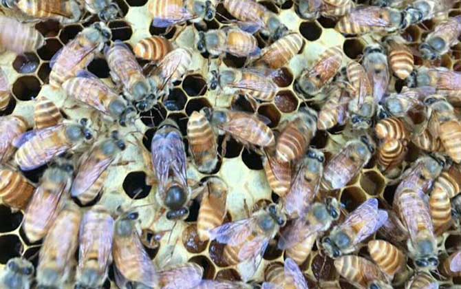 兩個蜂群都有王可以合并嗎? 合并蜂群