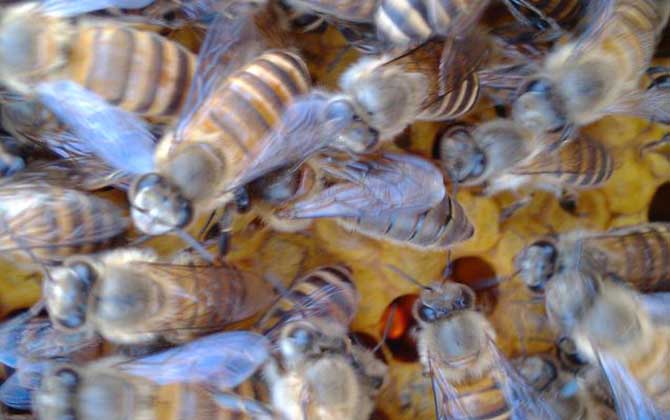 10度以下可以春繁嗎? 春繁